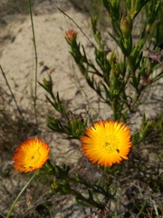 Lampranthus fergusoniae