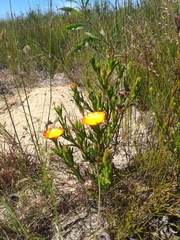 Lampranthus fergusoniae