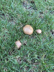 Suillus