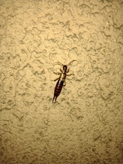 Forficula auricularia