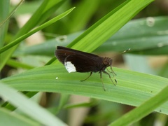 Cobalus virbius