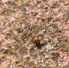 Hippodamia variegata