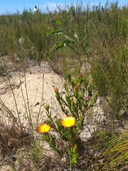 Lampranthus fergusoniae