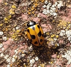 Hippodamia variegata