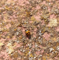 Hippodamia variegata