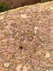 Hippodamia variegata