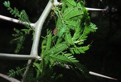 Vachellia kosiensis