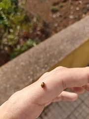 Hippodamia variegata