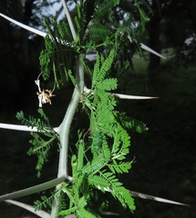 Vachellia kosiensis