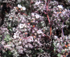 Chorizanthe dasyantha