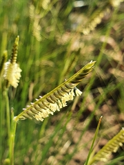 Microchloa altera