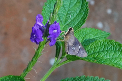 Carystoides lebbaeus