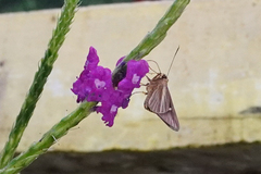 Carystoides cathaea