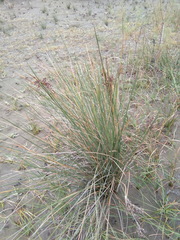 Juncus maritimus