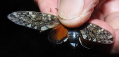 Platypleura argentata