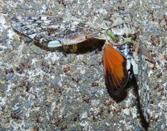 Platypleura argentata
