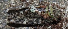 Platypleura argentata