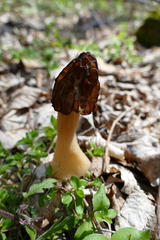 Morchella punctipes