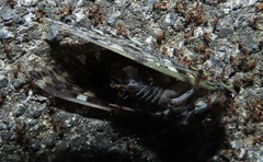 Platypleura argentata