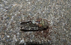Platypleura argentata