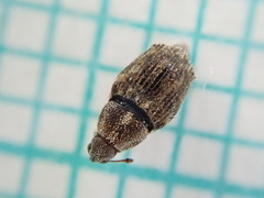 Trichosirocalus