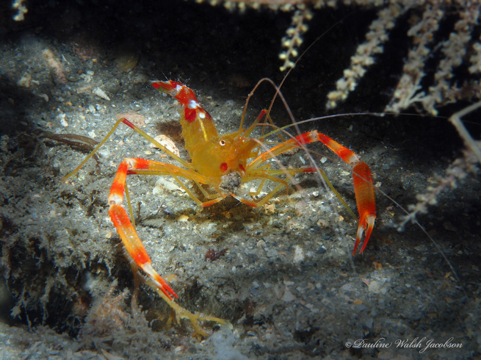 yellowbanded coral shrimp
