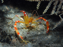 Stenopus scutellatus