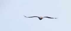 Gypaetus barbatus