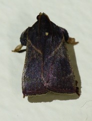 Dasycnemia obliqualis