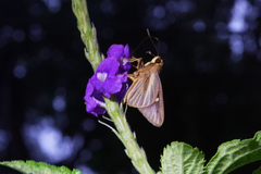 Carystoides cathaea