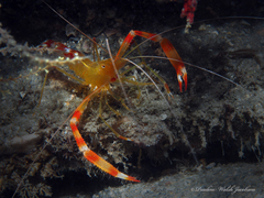 Stenopus scutellatus