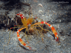 Stenopus scutellatus