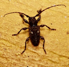 Aegomorphus circumflexus