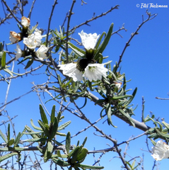 Cordia decandra