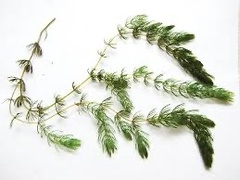 Ceratophyllaceae