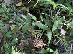 Ichnanthus pallens