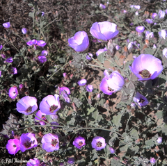 Cristaria glaucophylla