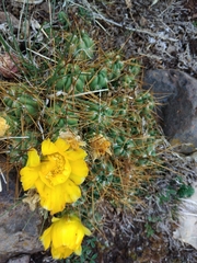 Austrocylindropuntieae