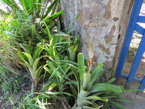 Aechmea maasii (Aechmea maasii)