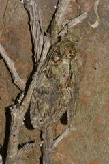 Peridea anceps