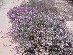 Cristaria glaucophylla