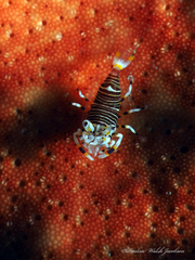 Gnathophyllum americanum