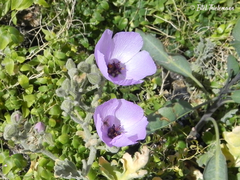 Cristaria glaucophylla