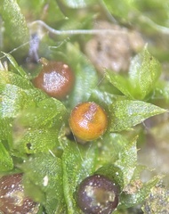 Physcomitrium immersum