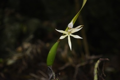 Prosthechea baculus