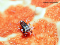 Gnathophyllum americanum