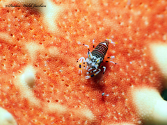 Gnathophyllum americanum