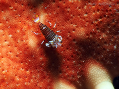 Gnathophyllum americanum