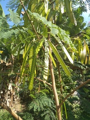 Leucaena diversifolia