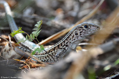 Rio Suquia Four-Toed Tegu photo 2